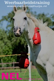 Weerbaarheidstraining