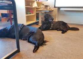Les op school met honden Les op school met honden